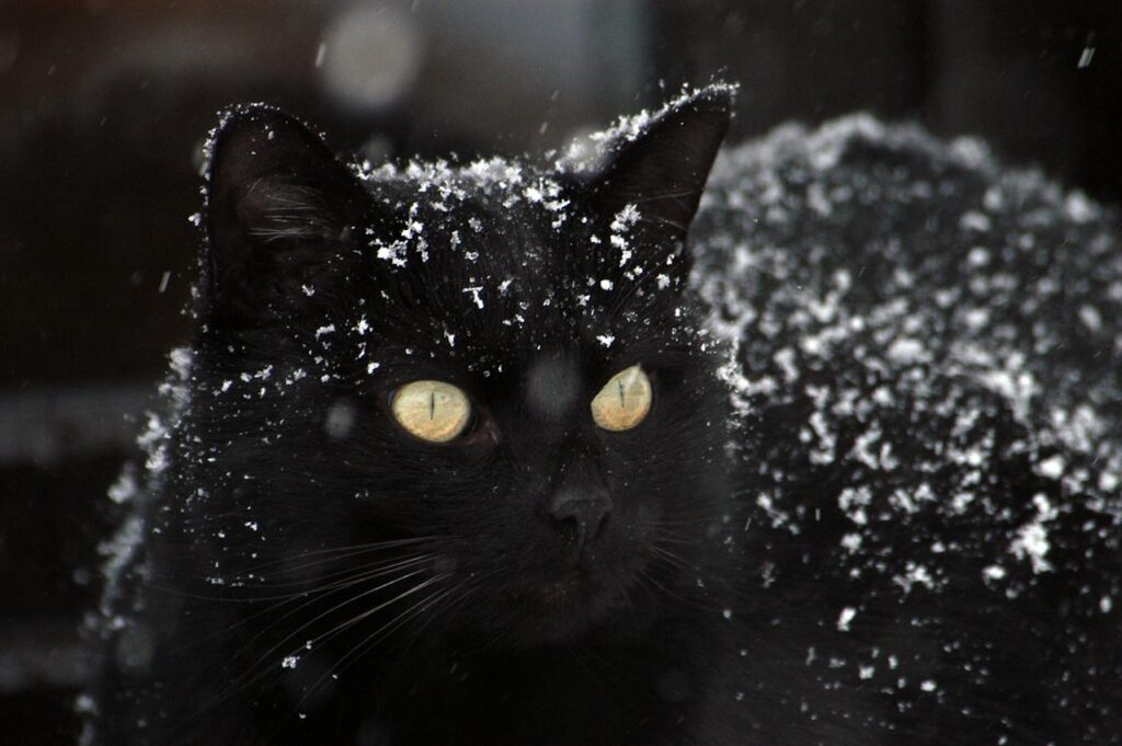Cat in winter: care, feeding, treatment.