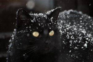 Cat in winter: care, feeding, treatment.