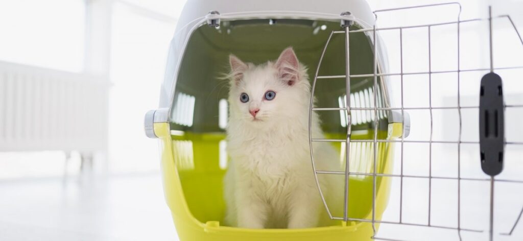 Crate Training a Cat: 5 Effective Tips & Techniques.