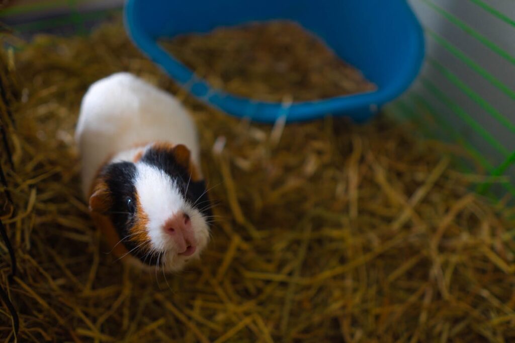 Guinea pig squeaks: why, what to do?