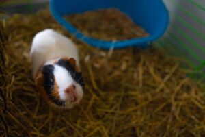 Guinea pig squeaks: why, what to do?