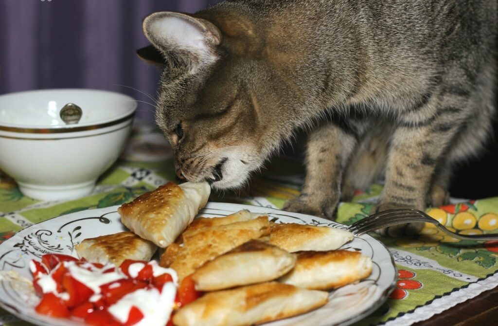 How to wean a cat off stealing food from the table?