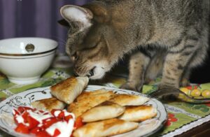How to wean a cat off stealing food from the table?
