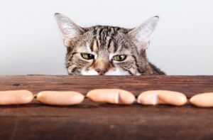 Is it okay to give a cat food from the table?