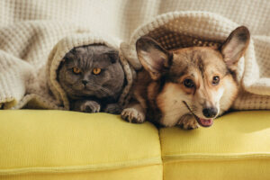 Remote work and cats. How does a pet affect our life in quarantine?