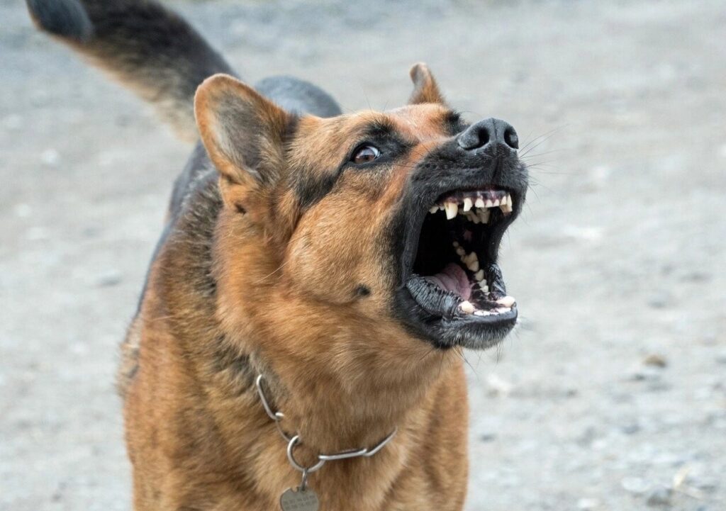 Understanding the Reasons Behind Canine Aggression: Unveiling Causes and Remedies.