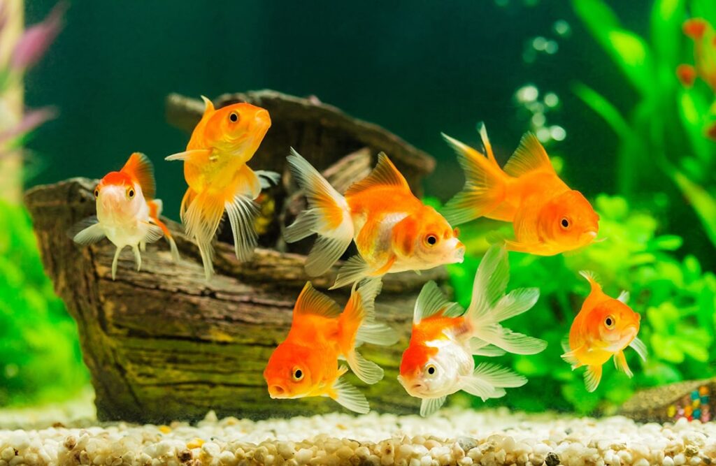 Vitamins for aquarium fish: necessary or not?