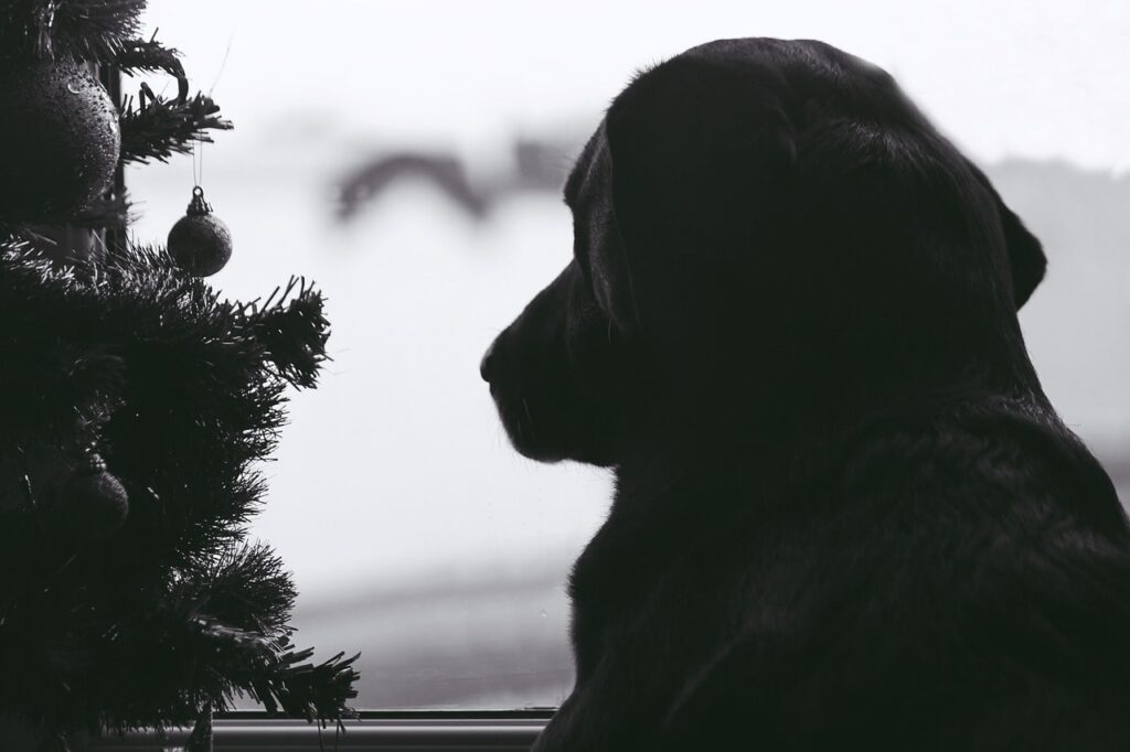 What are the dangers of Christmas decorations for dogs.