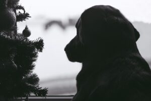 What are the dangers of Christmas decorations for dogs.