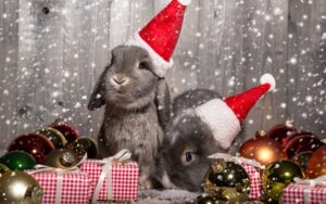 What is the danger of New Year’s Eve for a rodent?