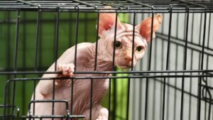 What is the Recommended Duration for Keeping a Cat in a Crate? Expert Advice from Veterinarians.