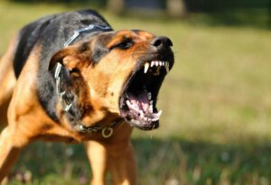 Why do dogs attack and what to do if it happens?