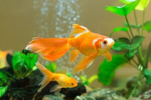 Yellowing water in the aquarium: causes and actions.