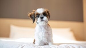 10 Reasons Why Shih Tzu Might Not Be the Ideal Dog Breed for Everyone.