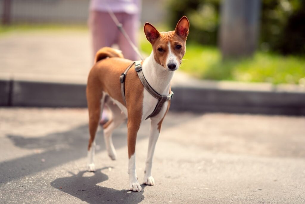 Why Harnesses Aren't Actually Promoting Pulling (Explained by a Dog Trainer).