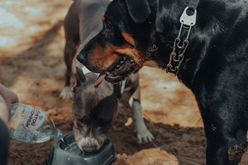 Is It Safe for Dogs To Drink Out of Shared Water Bowls?