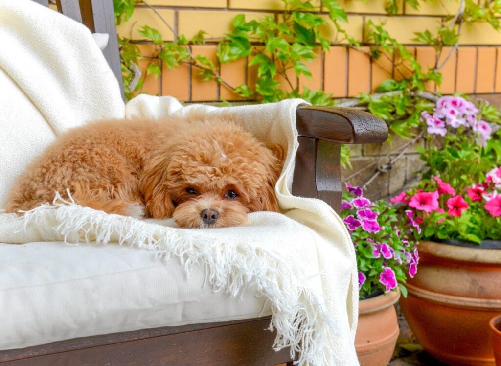 Pet Wellness Care: The Absolute Ultimate Guide.