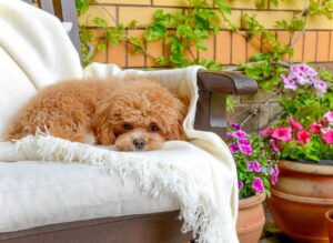 Pet Wellness Care: The Absolute Ultimate Guide.