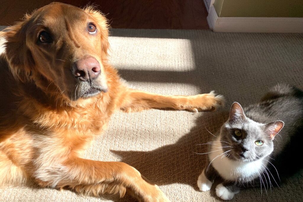 We Asked A Veterinarian: Why Do Dogs Nibble On Cats?