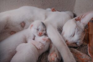 Why Do Cats Sometimes Eat Their Kittens? 7 Vet-Reviewed Reasons.