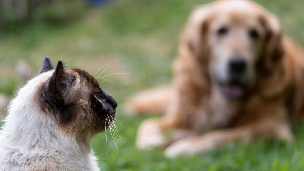 A Comprehensive Guide to Mix Feeding in Pet Care.