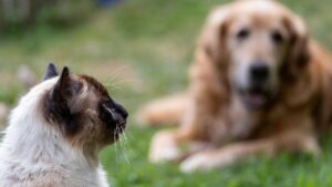 A Comprehensive Guide to Mix Feeding in Pet Care.