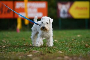 About the Zwerschnauzer breed.