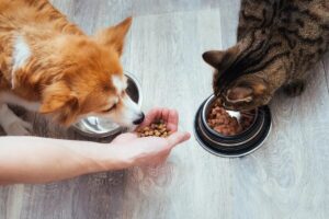 Boosting Dog and Cat Wellness with Key Food Additives.