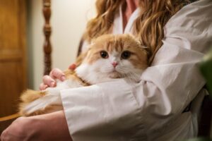 Cat allergy: Everything you need to know and how to deal with it!