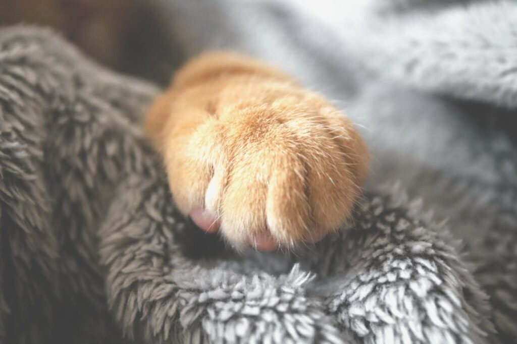 Diseases of the paw pads in cats.