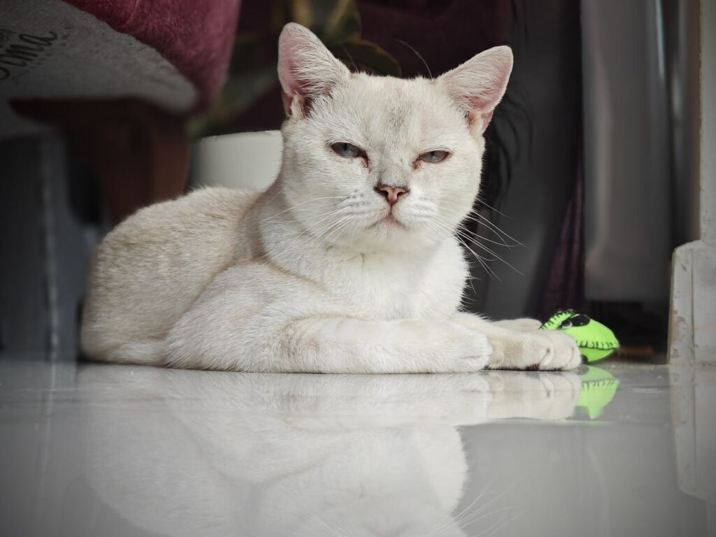 DIY Cat Toys: A Fun and Engaging Way to Enrich Your Feline's Life.