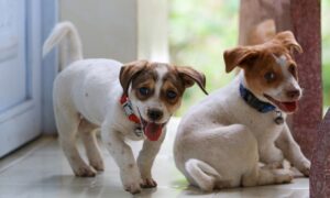 Dog Socialization: Helping Unsocialized Dogs Thrive.
