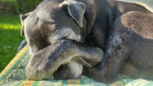 Elderly Pet Care Essentials for a Fulfilling Life.