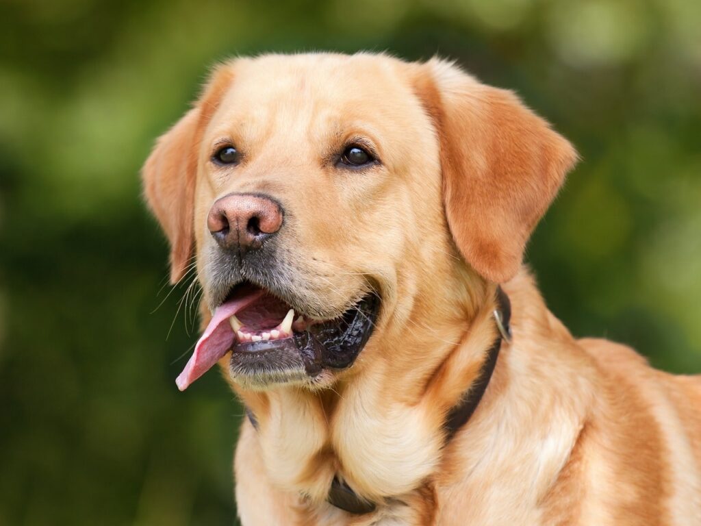 Exploring the Canine Palate: Understanding Dogs’ Sense of Taste.