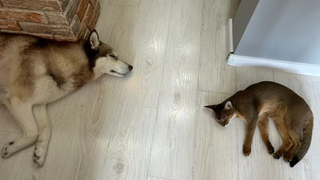 How Feeding Dogs and Cats the Same Food Can Harm Them.