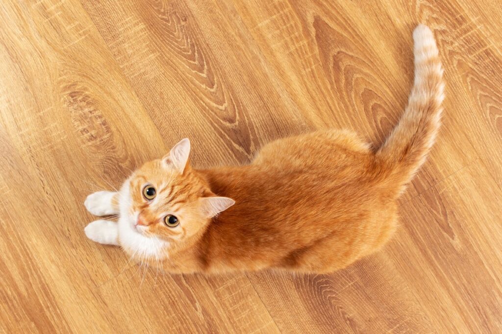 How to Change Your Cat’s Food in 10 Easy Steps.