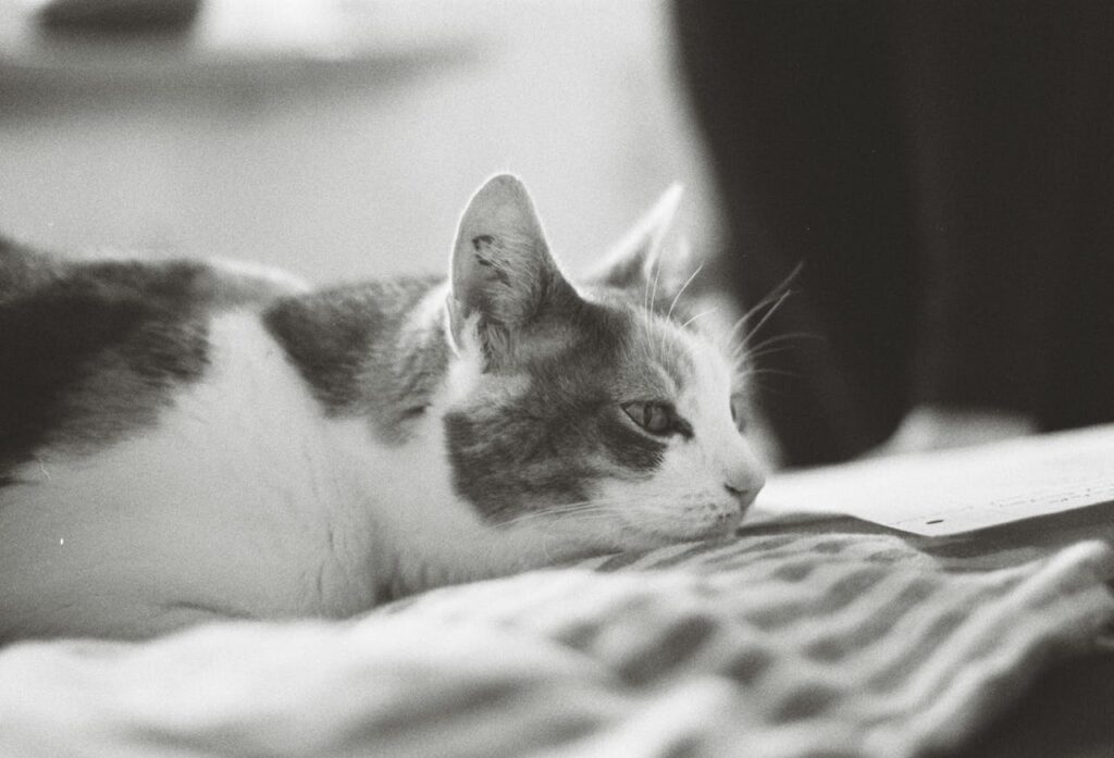 How to Ensure Your Cat’s Well-Being While You’re Away: Insights and Practical Tips.