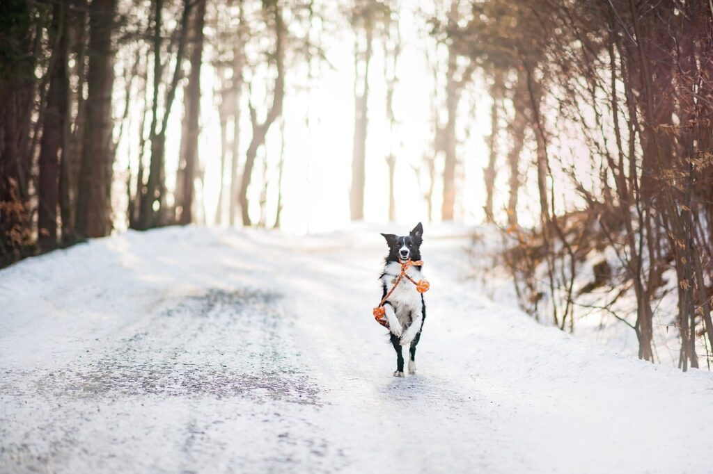 How to protect dogs' paws from chemicals in winter?