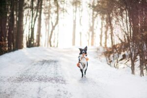 How to protect dogs’ paws from chemicals in winter?