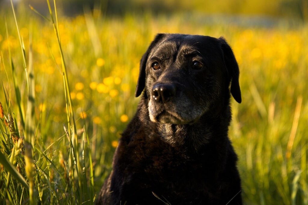 How to Spot and Manage Pain in Your Dog for a Happier Life.