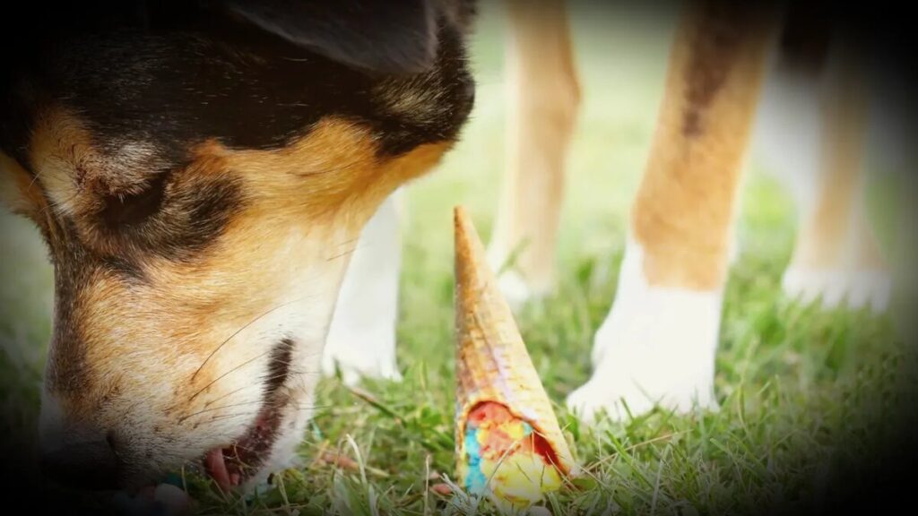 How do I train my dog not to take food from strangers?