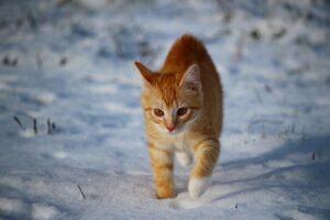 Hypothermia in cats: symptoms and treatment, how to prepare for the cold?