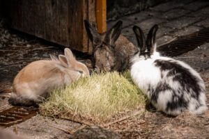 Pasteurellosis or hemorrhagic septicemia of rabbits: how to treat?