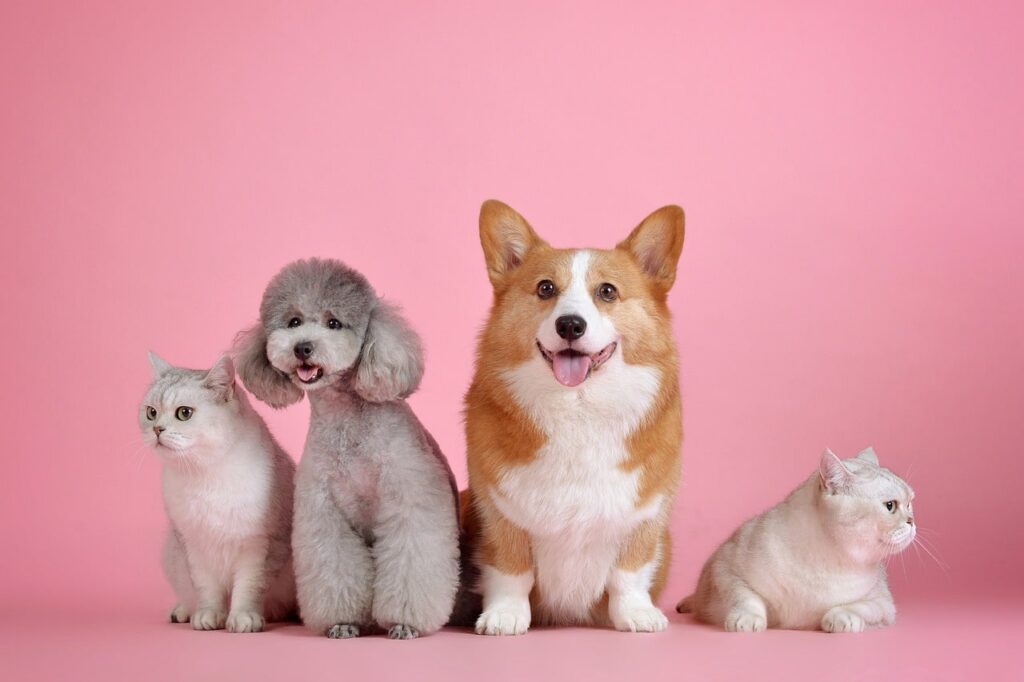 The Complete Guide to Prebiotics, Probiotics, Symbiotics and Postbiotics in Dogs and Cats.