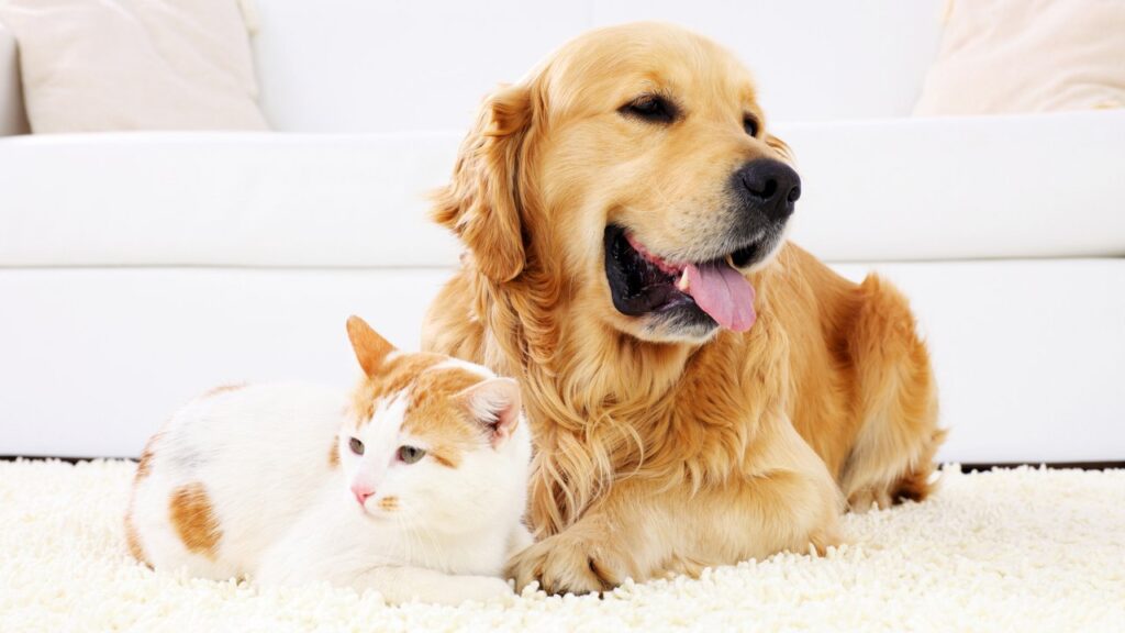 Understanding and Managing Chronic Kidney Disease in Pets.