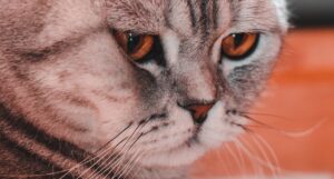 Understanding Cat Separation Anxiety: Insights from Jackson Galaxy’s Research.