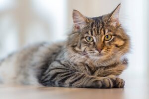 Understanding Pododermatitis in Cats.