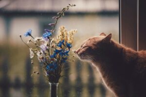 Understanding Seasonal Affective Disorder (SAD) in Cats: Insights from an Expert.