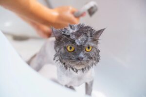 Can I Use Dog Shampoo on My Cat?