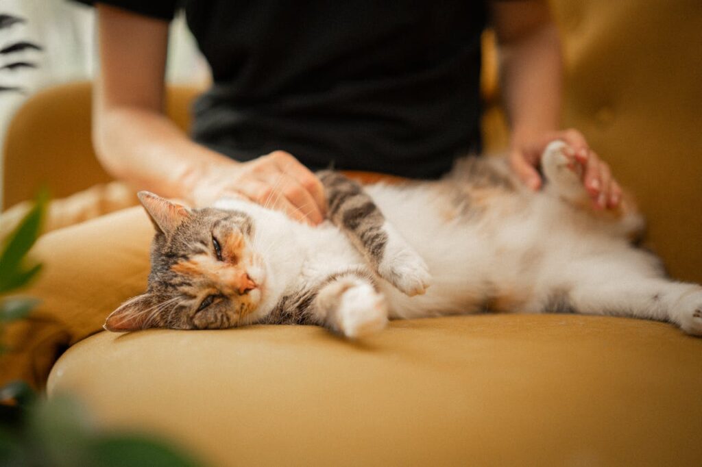 Cat Behavior Problems: Causes, Solutions, and Prevention Tips.